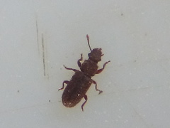 Aralius wollastoni