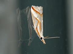 Arotrophora arcuatalis