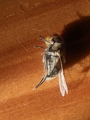 Syrphidae