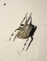 Neoscona crucifera