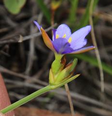 Aristea abyssinica