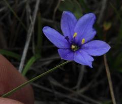 Aristea abyssinica