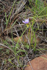 Aristea abyssinica