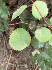 Amelanchier cusickii