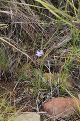 Aristea abyssinica