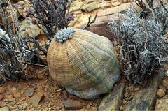 Euphorbia obesa