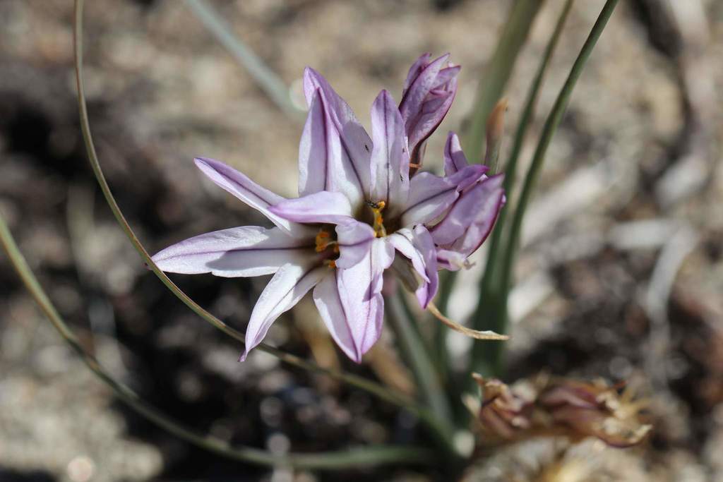 Tristagma violaceum