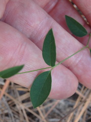 Euphorbia curtisii