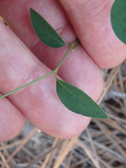 Euphorbia curtisii