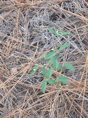 Euphorbia curtisii