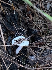 Melanoplus forcipatus