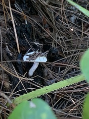 Melanoplus forcipatus