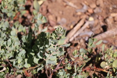 Arctostaphylos pringlei