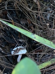 Melanoplus forcipatus