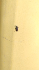 Chrysobothris richteri