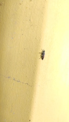 Chrysobothris richteri