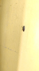 Chrysobothris richteri