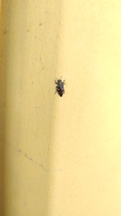 Chrysobothris richteri