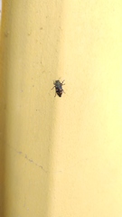 Chrysobothris richteri