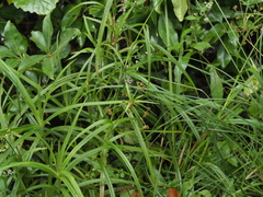 Scirpus polyphyllus