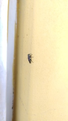 Chrysobothris richteri