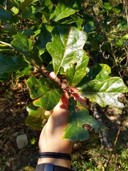 Quercus boyntonii