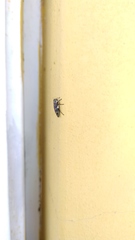 Chrysobothris richteri