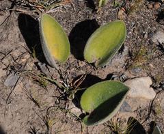 Eriospermum pubescens