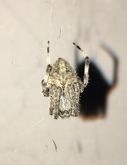 Neoscona crucifera