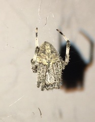 Neoscona crucifera