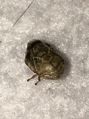 Cercopoidea