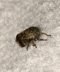Cercopoidea