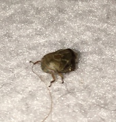 Cercopoidea