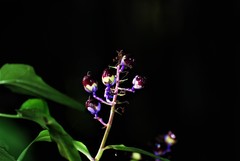 Dichorisandra thyrsiflora