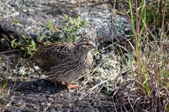 Coturnix japonica