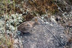 Coturnix japonica