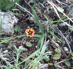 Hermannia linnaeoides