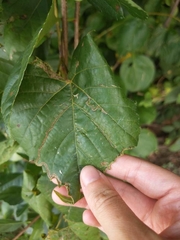 Phyllocnistis vitegenella