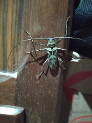 Macropophora accentifer