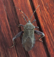 Pachylis laticornis