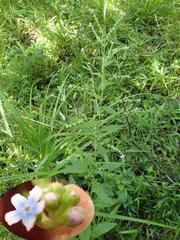 Myosotis semiamplexicaulis