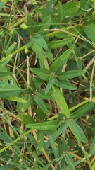 Boerhavia erecta