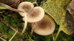 Lactarius griseus