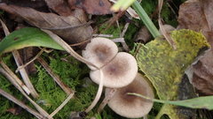 Lactarius griseus