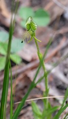 Pterostylis unicornis