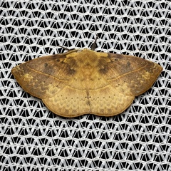 Anthela directa