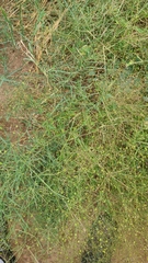 Boerhavia erecta