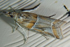 Lipographis fenestrella