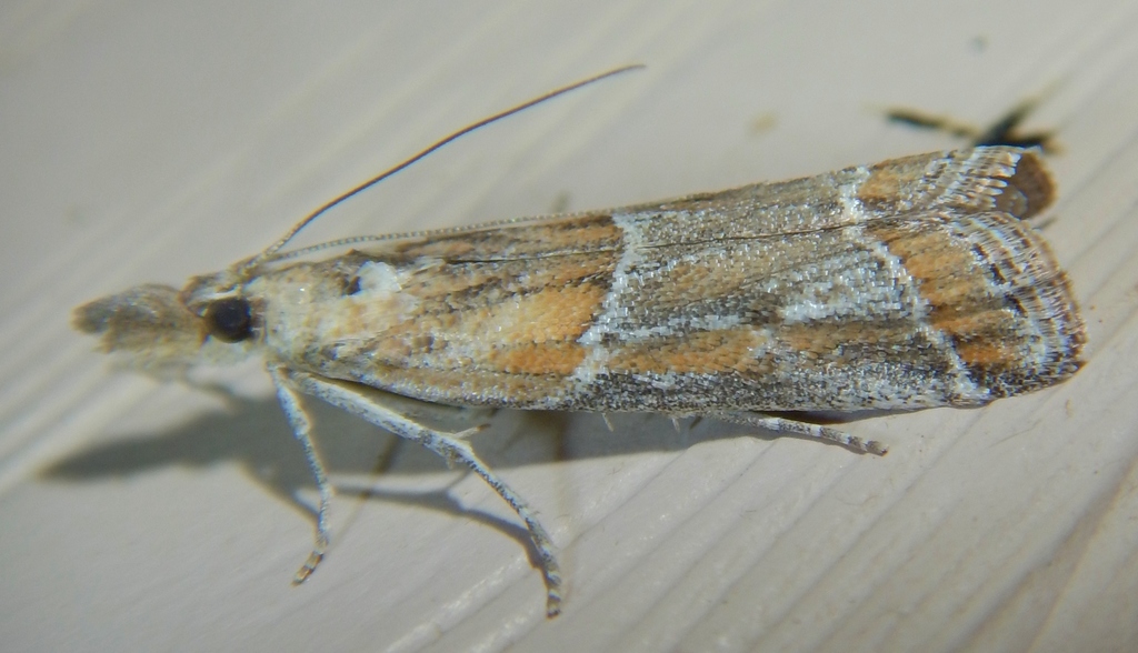 Lipographis fenestrella