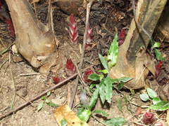 Alpinieae